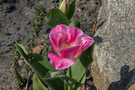 郁金香 植物 季节 领域 植物学 特写镜头 美丽的 自然