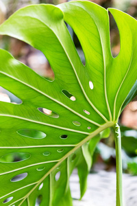 树叶 生态学 墙纸 特写镜头 藤本植物 艺术 植物区系 植物学