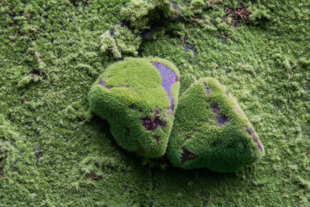 自然 地面 驯鹿 夏天 墙纸 美丽的 花园 植物区系 苔藓