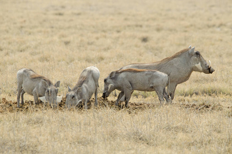 非洲 野生动物 哺乳动物 大草原 埃托沙 游戏 荒野 自然