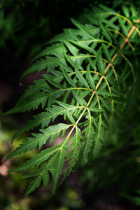 植物 生态学 夏天 墙纸 纹理 季节 灌木 阳光 分支 太阳