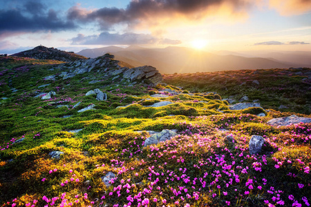 高山杜鹃花