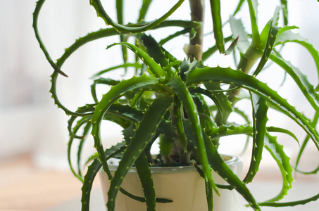 室内植物 治愈 自然 植物学 芦荟 树叶 爱好 窗台 植物