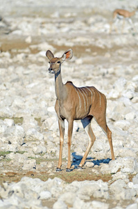 环境 动物 羚羊 自然 荒野 纳米比亚 大草原 非洲 埃托沙
