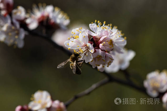 苹果 蜜蜂 花粉 蜂蜜 自然 分支 春天 花瓣 植物区系