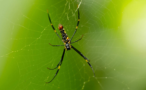 Closeup shot of big spider on a web. 