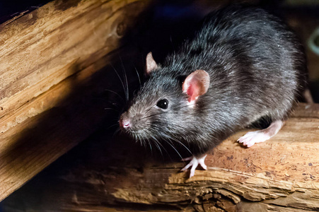 野生动物 动物 哺乳动物 鼠标 老鼠 肖像 害虫 啮齿动物
