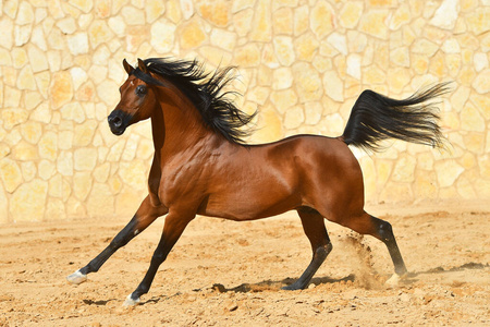 美丽的栗子站在草地上在赛马场上训练妇女和马阳光下牧场上的棕色马.