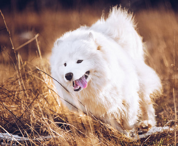 白色毛茸茸的萨摩耶小狗正在外面跑
