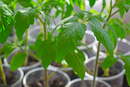 生活 植物 生长 温室 西红柿 农事 花园 地球 园艺 成长