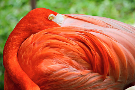 长的 动物群 美丽的 动物园 粉红色 优雅 美女 羽毛 特写镜头