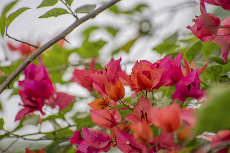 灌木 粉红色 美丽的 开花 自然 花的 盛开 美女 植物学