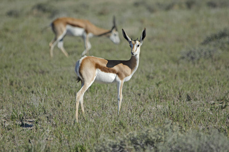 游戏 埃托沙 纳米比亚 野生动物 羚羊 非洲 跳羚 动物