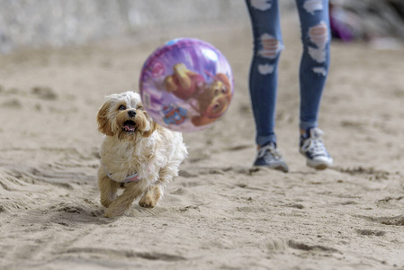 犬科动物 自然 海滩 繁殖 有趣的 跑步 动物 行走 外部