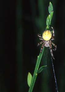 自然 昆虫 蜘蛛 捕食者 爬行 觅食 网状物 节肢动物