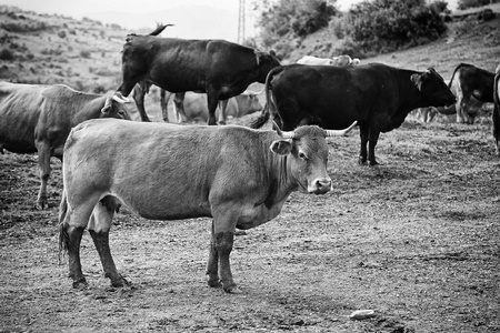 领域 动物 吃草 牲畜 农事 风景 大牧场 哺乳动物 天空