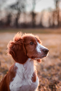 日落 小狗 公园 犬科动物 朋友 草地 夏天 秋天 可爱极了