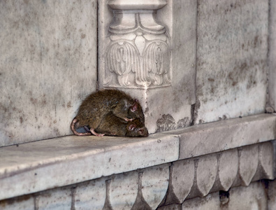 胡子 杂食动物 野生动物 浪费 哺乳动物 城市 恐惧症 鼠标