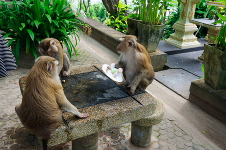 有趣的 宝贝 普吉岛 可爱的 森林 亚洲 泰国 哺乳动物