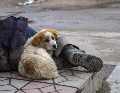 猎犬 动物 小猎犬 有趣的 自然 哺乳动物 美丽的 可爱的