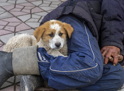 可爱的 小猎犬 寒冷的 有趣的 肖像 动物 犬科动物 纯种