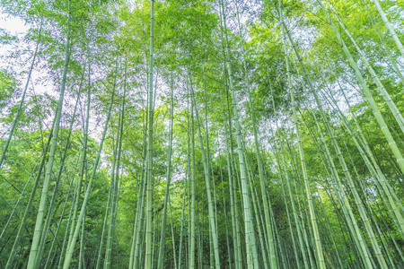 分支 日本人 木材 早晨 森林 美女 气候 高的 植物区系