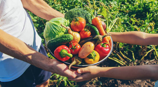 花园 黄瓜 素食主义者 洋葱 食物 农业 复制空间 胡萝卜