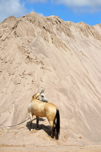 母马 纯种 鹿皮 阳光 马术 风景 美丽的 微光 旅行 种马