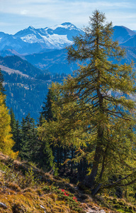 小山 岩石 欧洲 十月 树叶 斜坡 森林 冷杉 自然 萨尔茨堡