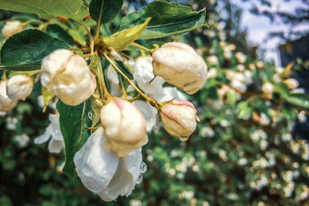 春天苹果树白花在阳光下绽放