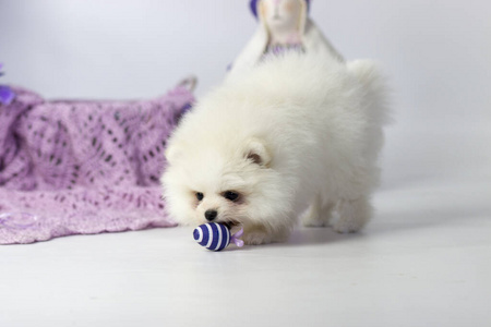 狗品种波美拉尼亚斯皮茨特写