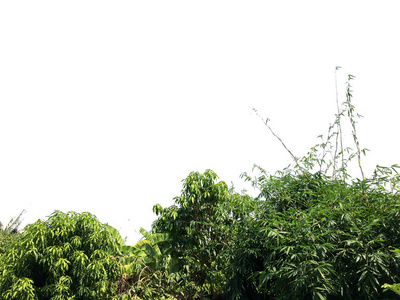 生长 领域 自然 树叶 春天 风景 植物 灌木 天空 花园