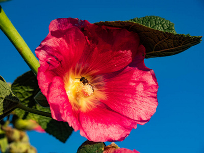 紫色 花蜜 特写镜头 颜色 动物 阳光 夏天 植物 自然