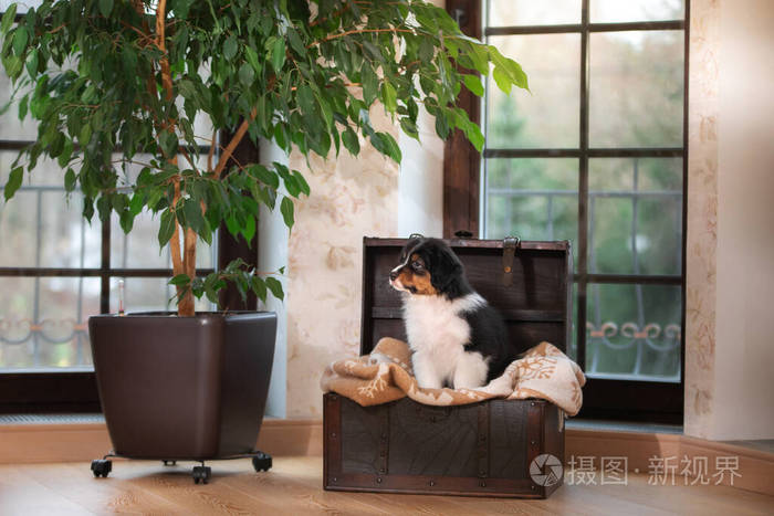 澳大利亚牧羊犬的一只毛茸茸的可爱小狗家里的狗在窗边的箱子里