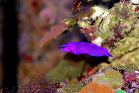 水族馆 珊瑚 在下面 水下 洋红色 脊椎动物 暗礁 水产养殖