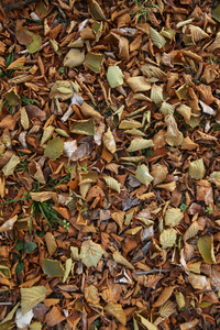 季节 十一月 地面 植物 秋天 自然 特写镜头 地板 美丽的
