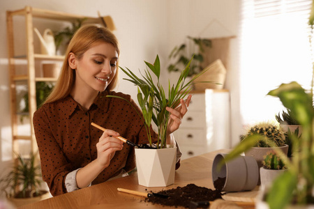 美丽的 迷人的 桌子 植物 培养 移植 植物区系 女人 成长