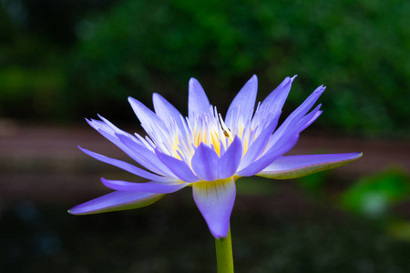 美丽的 花的 粉红色 开花 和平 花园 花瓣 夏天 盛开