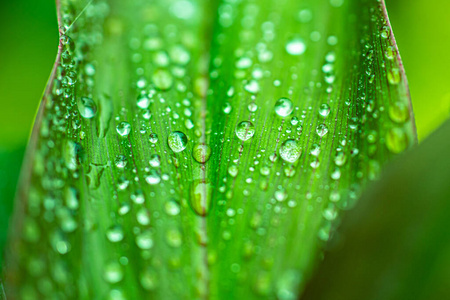 反射 生长 春天 自然 夏天 生活 植物 树叶 露水 纹理