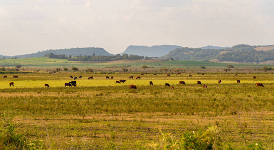 创造 内洛 奶牛 农业 环境 大牧场 土地 哺乳动物 巴西人