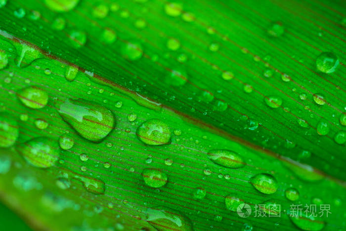 纯洁 树叶 液滴 气泡 透明的 生活 花园 植物 夏天 早晨