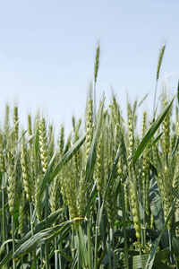 种子 粮食 季节 培养 自然 行业 农事 天空 小麦 植物