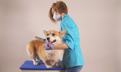 年轻的女美容师在一个孤立的背景特写镜头中梳理一只狗.宠物护理照片