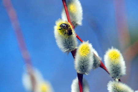 春天 森林 蜜蜂