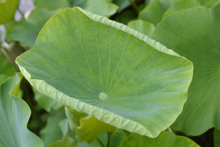 莲花 自然 植物学 花园 植物