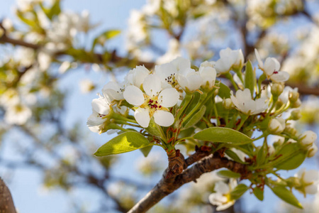 开花 树叶 塞尔维亚 花瓣 季节 模糊 四月 春天 植物区系