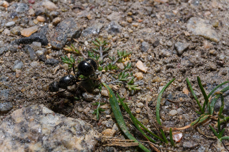 无脊椎动物 自然 公园 环境 蚂蚁 前进 蚁科 地面 院子