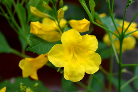 季节 植物区系 开花 夏天 野花 美丽的 美女 花瓣 雄蕊