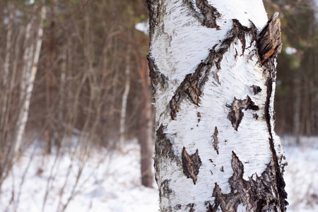 寒冷的 春天 美丽的 天气 桦木 自然 森林 公园 树皮