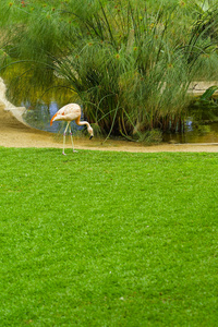 粉红色 风景 夏天 自然 站立 长的 野生动物 池塘 羽毛